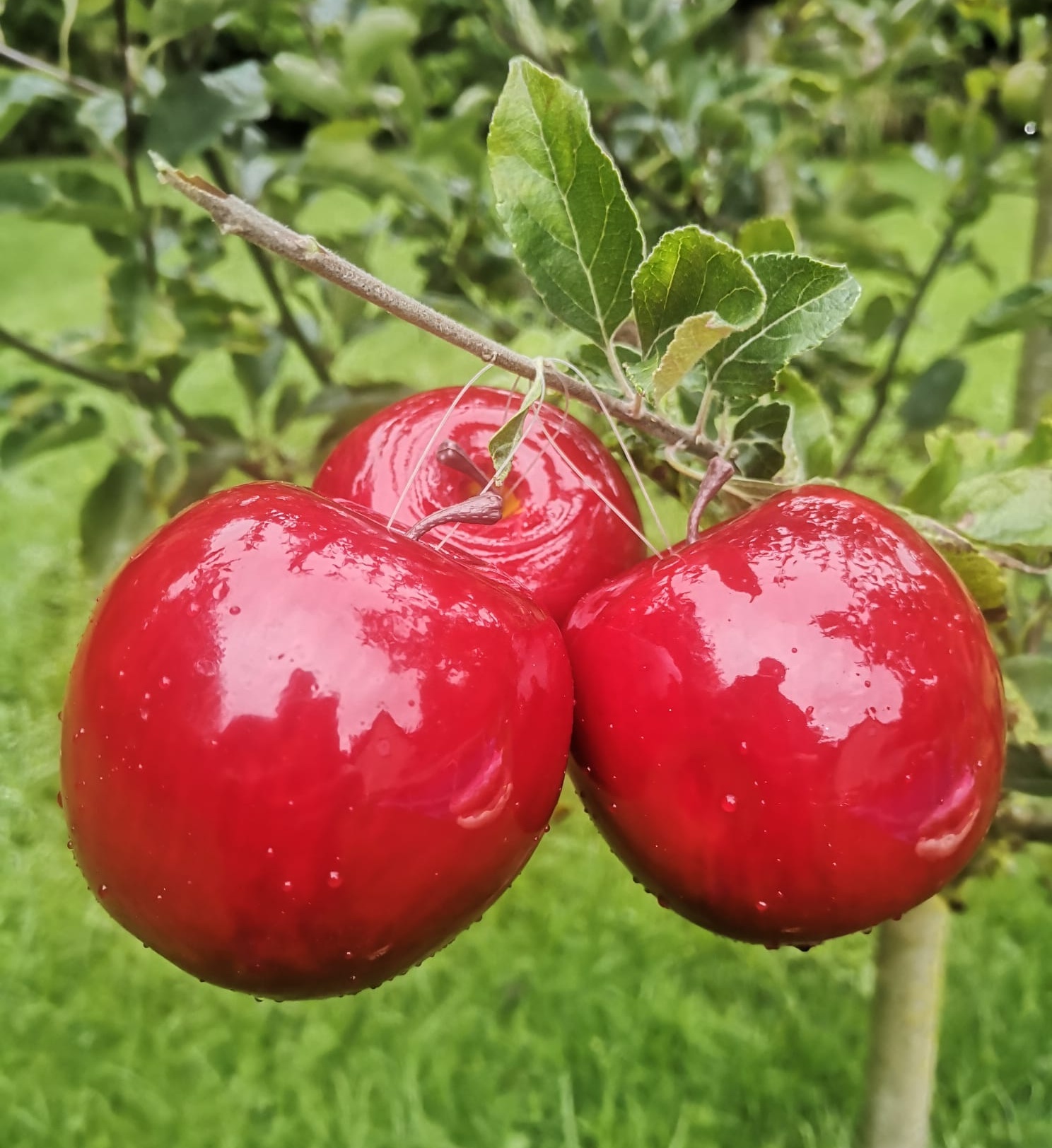 Beschreibung 6
